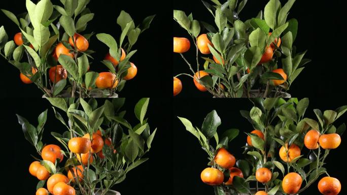 金桔橘子观赏蜜桔冰糖橘 (1)