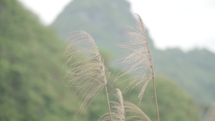 狗尾巴草 芦苇