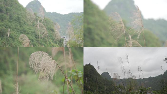 狗尾巴草 芦苇