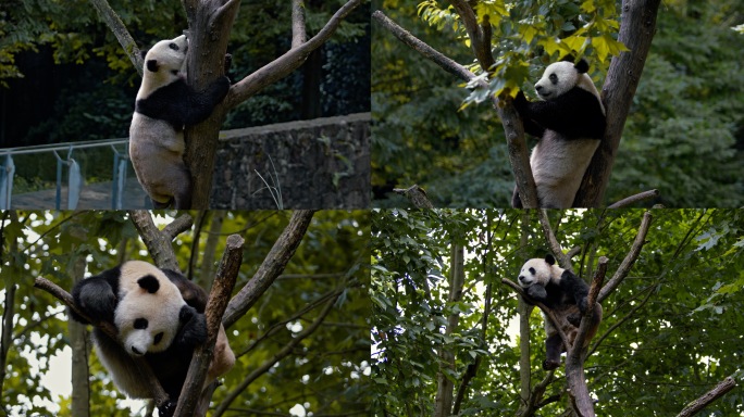 大熊猫爬树