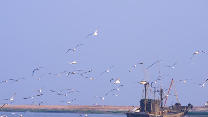 大海海鸥渔船海鸥飞翔成群结队