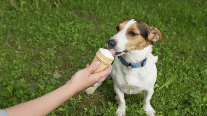 喂狗狗吃冰淇淋家畜小狗狗遛狗