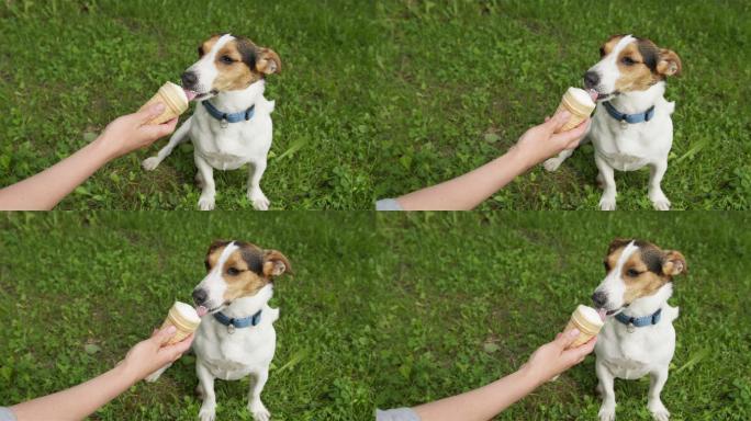 喂狗狗吃冰淇淋家畜小狗狗遛狗