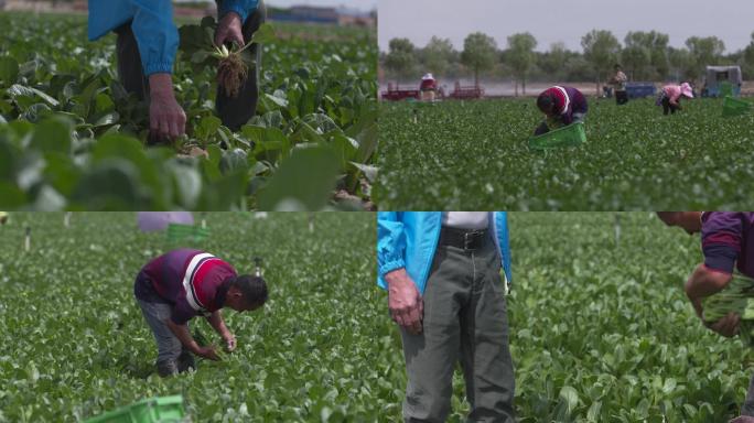 农忙季节菜农忙碌丰收F