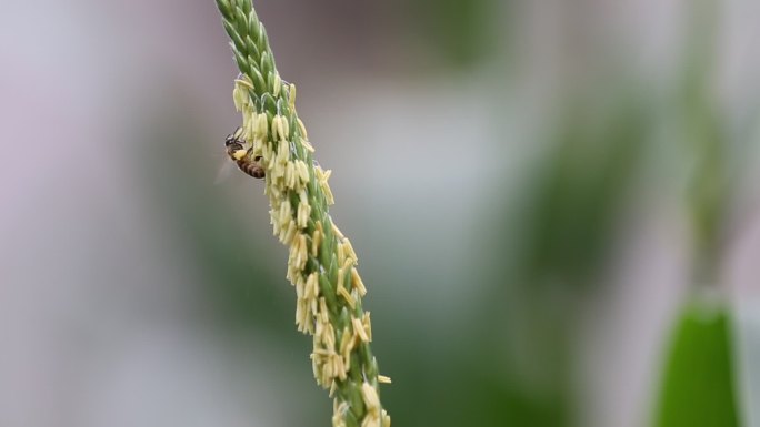 蜜蜂玉米花上采蜜原素材