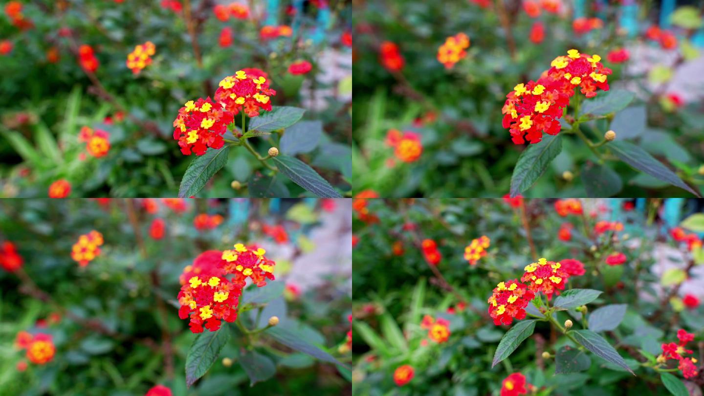 野花（1080P）