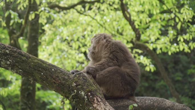 猴子 动物园