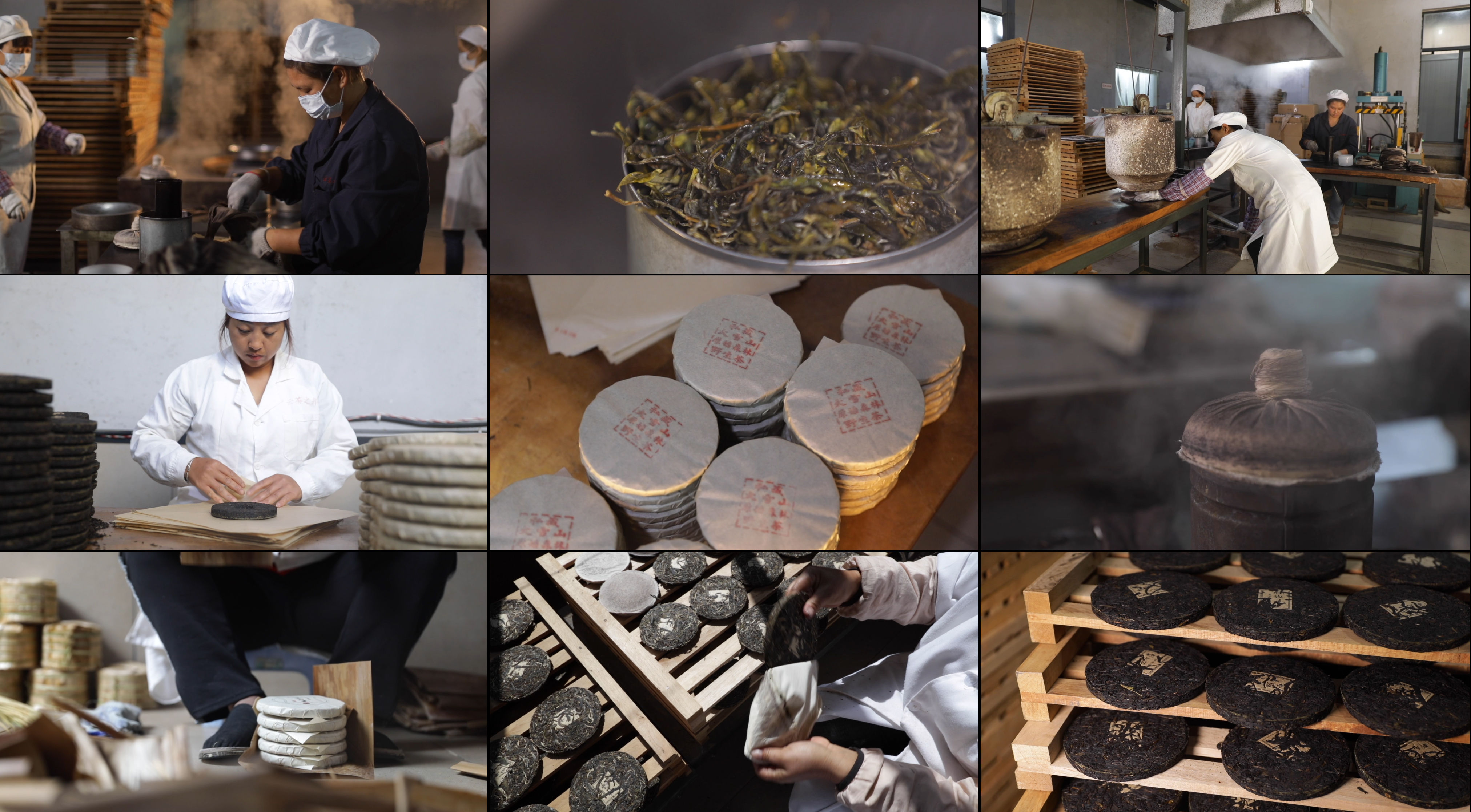 普洱茶古茶树茶饼制作