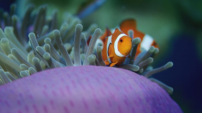小丑鱼海底世界海洋馆水族馆