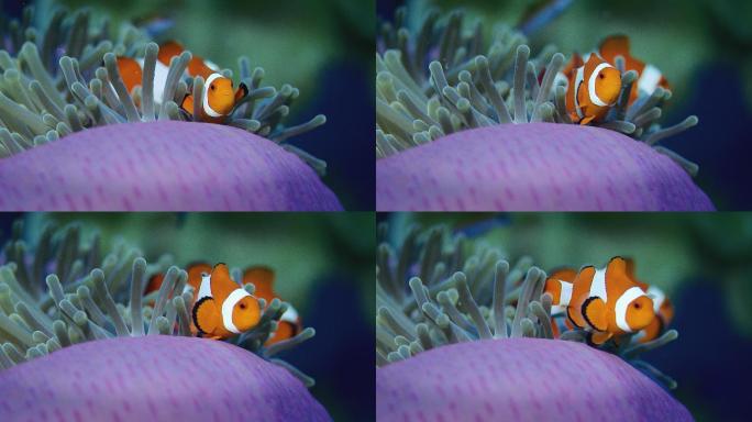 小丑鱼海底世界海洋馆水族馆