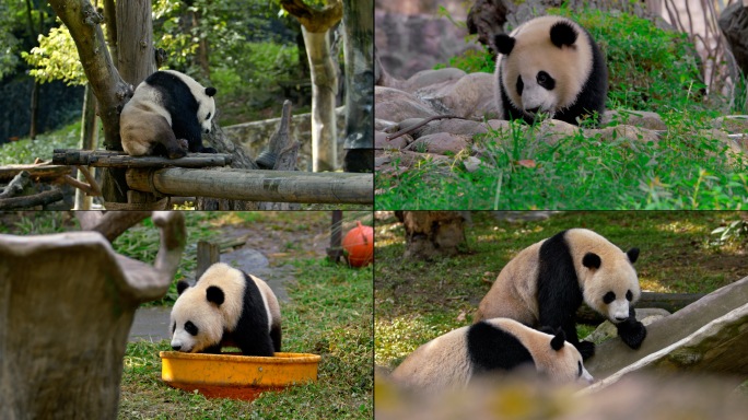 大熊猫休闲生活