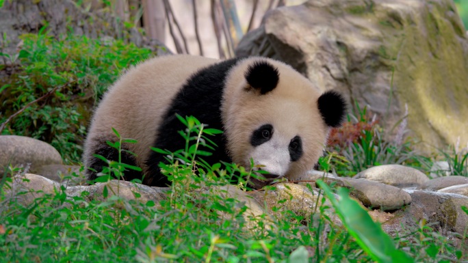 大熊猫休闲生活