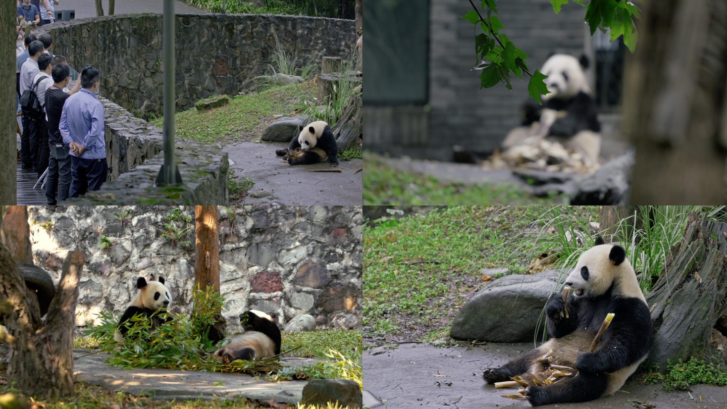 国宝大熊猫吃竹子