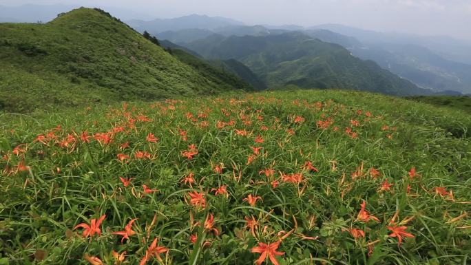 浙江会稽山东白山萱草原生态黄花菜忘忧草