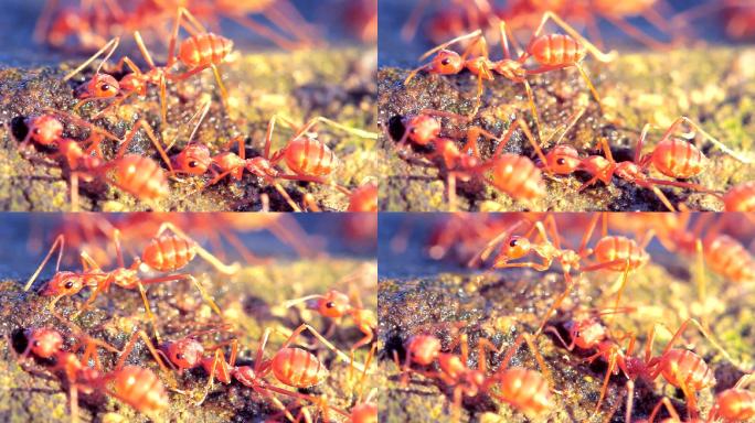 红蚂蚁团队的特写镜头