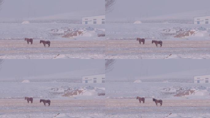 冬季白雪傍晚马群驻足休息