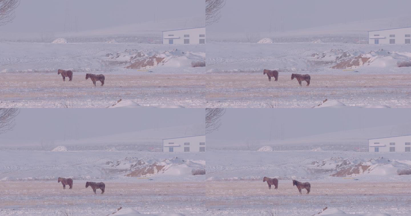 冬季白雪傍晚马群驻足休息