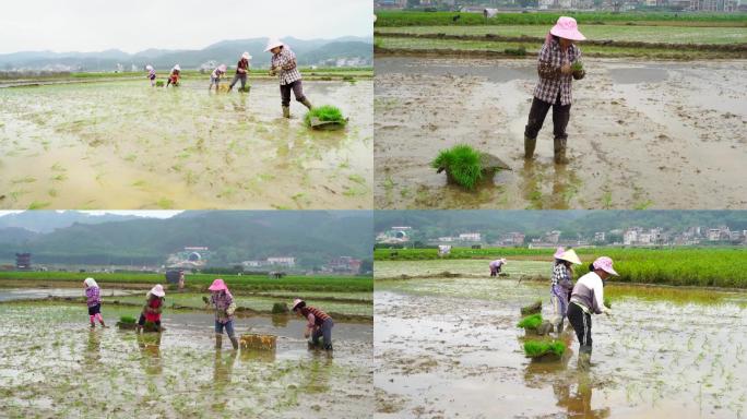 插秧 种水稻 水稻