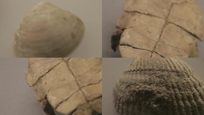 古代海底生物化石