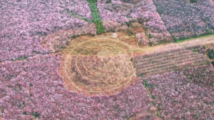 航拍西安樱花