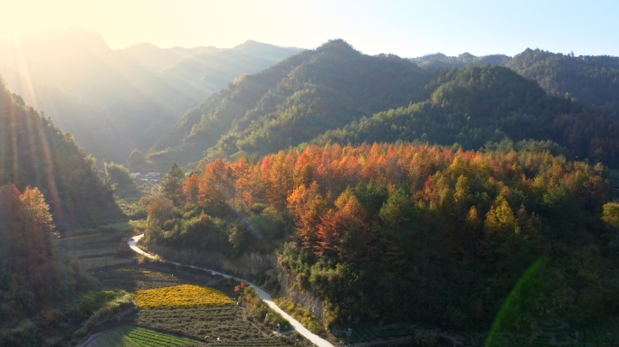 航拍红叶林阳光透过山间红叶林日落丁达尔光