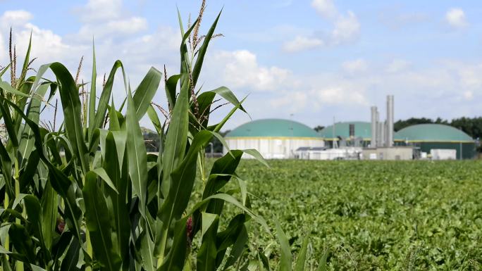 玉米田能源转型沼气后的生物质能发电厂