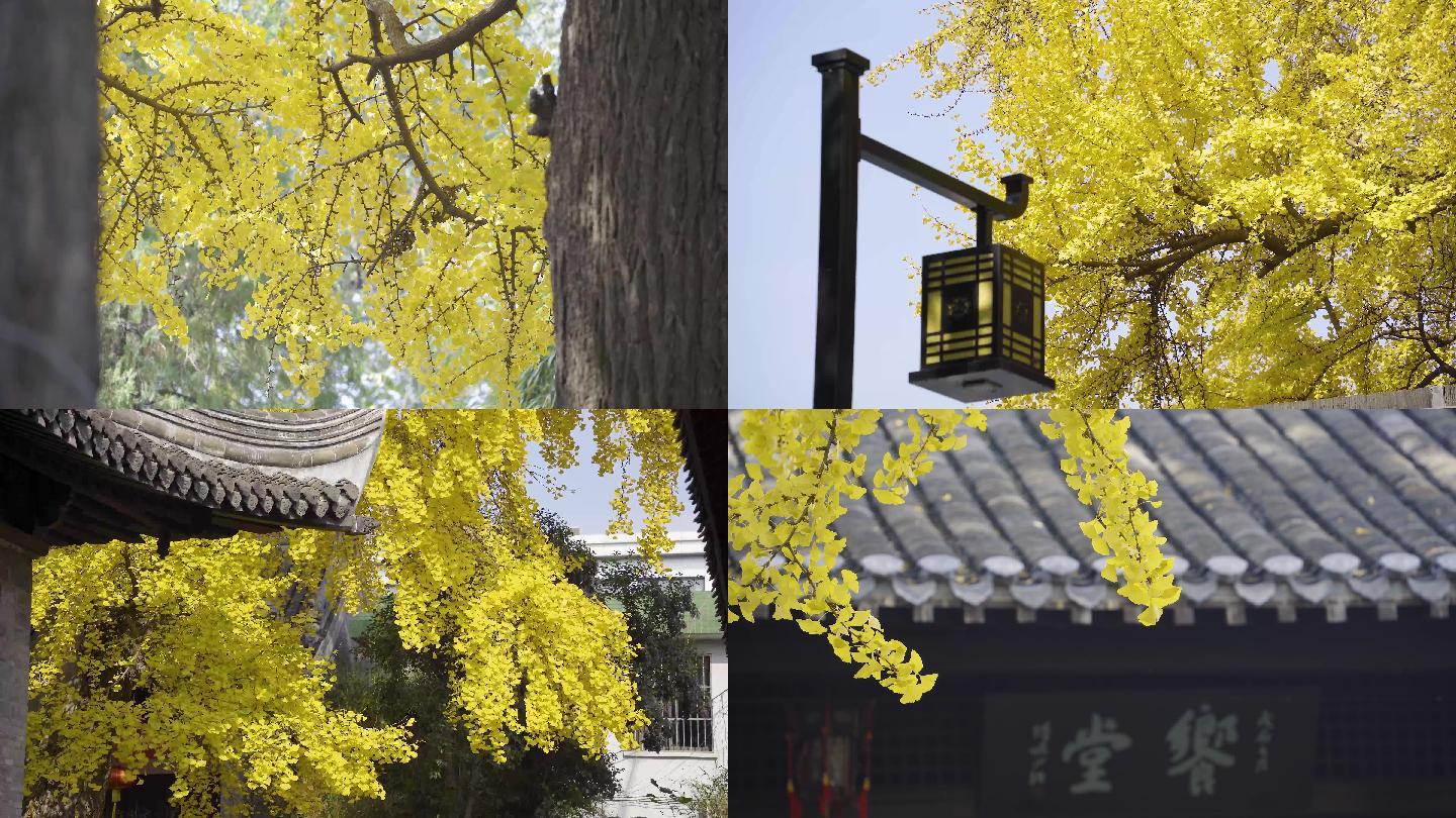 4k实拍扬州秋天的银杏树（大量素材）