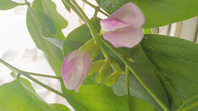 唯美特写植物花朵，眉豆花