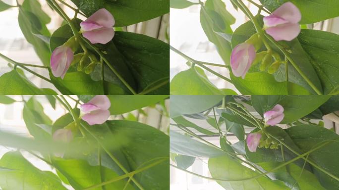 唯美特写植物花朵，眉豆花