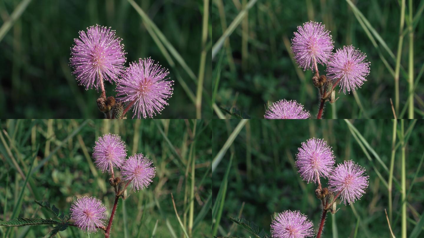 含羞草小花