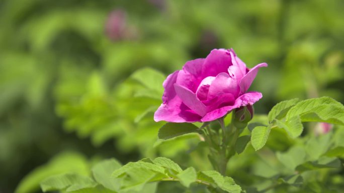 玫瑰花、月季花、各种鲜花特写