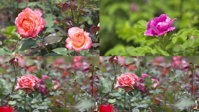 玫瑰花、月季花、各种鲜花特写