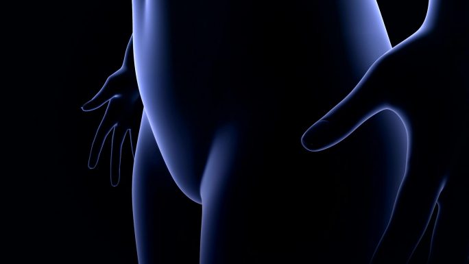 子宫生殖系统生殖器女人人体下体