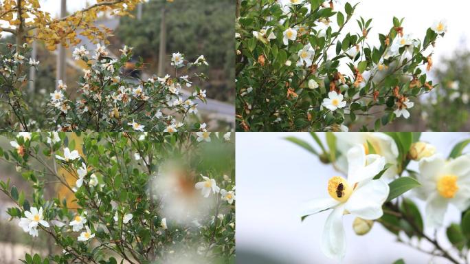 4K实拍油茶花农村油茶产业5组