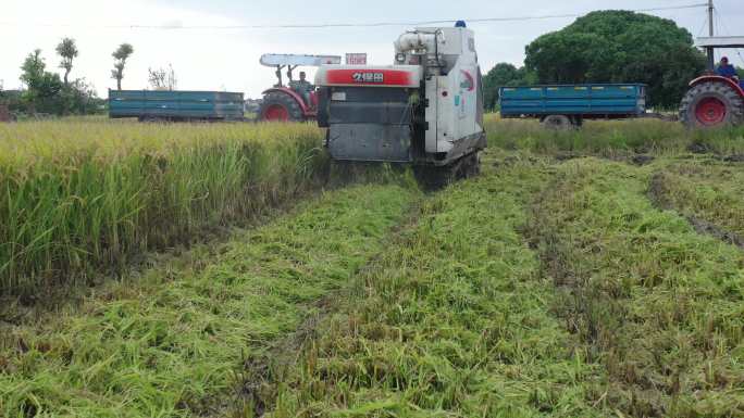 航拍水稻收割