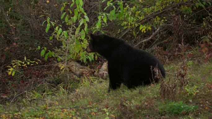 阿拉斯加的黑熊在日落时在荒野中进食