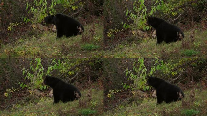 阿拉斯加的黑熊在日落时在荒野中进食