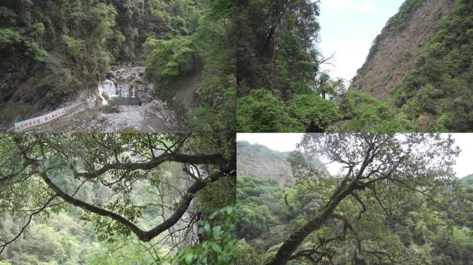 螺髻山 森林