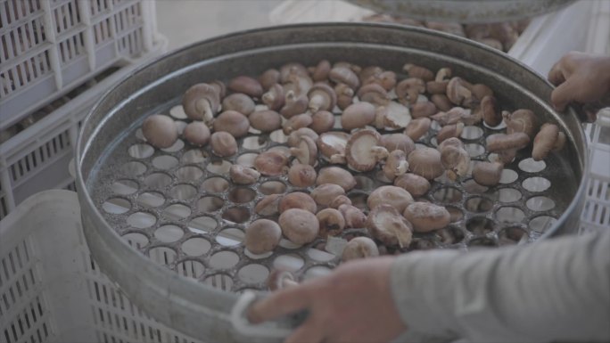 香菇食用菌产业园务工
