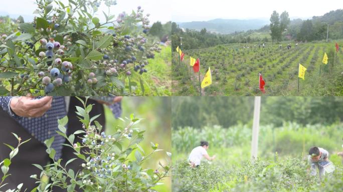 蓝莓蓝莓果、蓝莓采摘