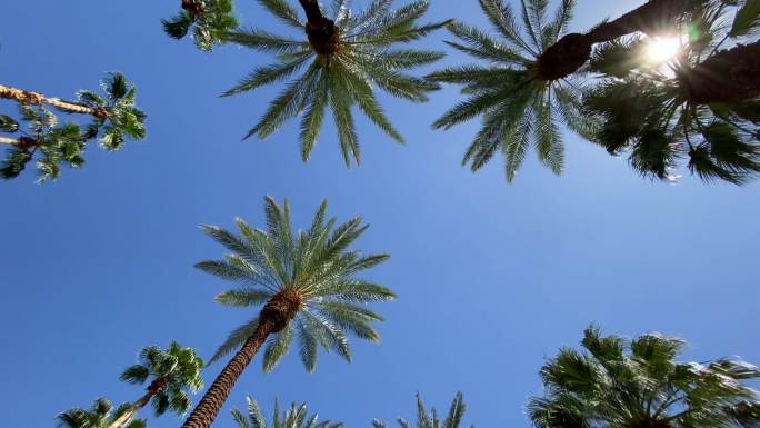 棕榈树高温仰拍仰视