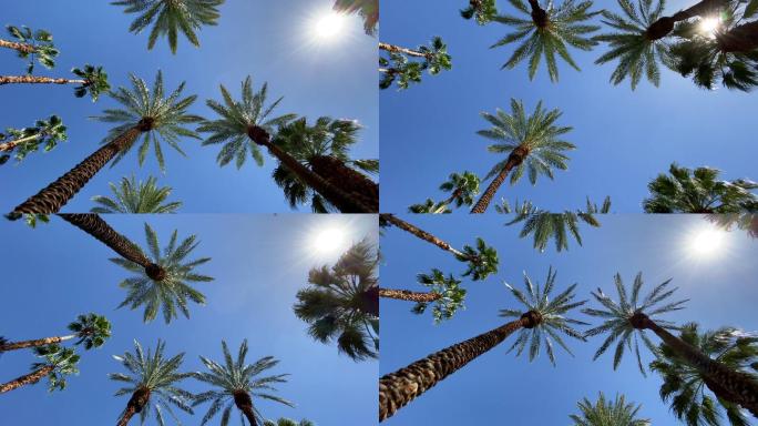 棕榈树高温仰拍仰视