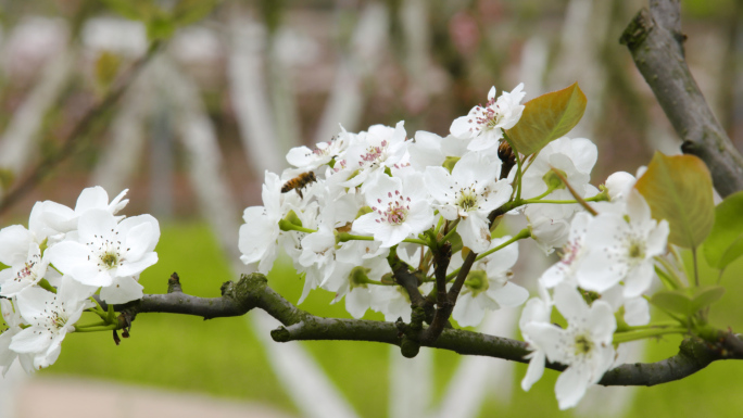 蜜蜂采花、梨花特写、花海航拍