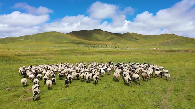 甘南玛曲草原羊群奔跑航拍