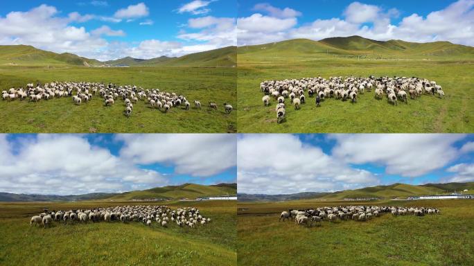 甘南玛曲草原羊群奔跑航拍