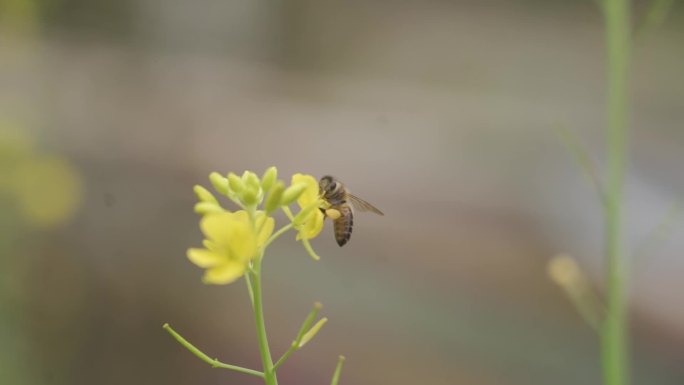 蜜蜂采蜜 油菜花