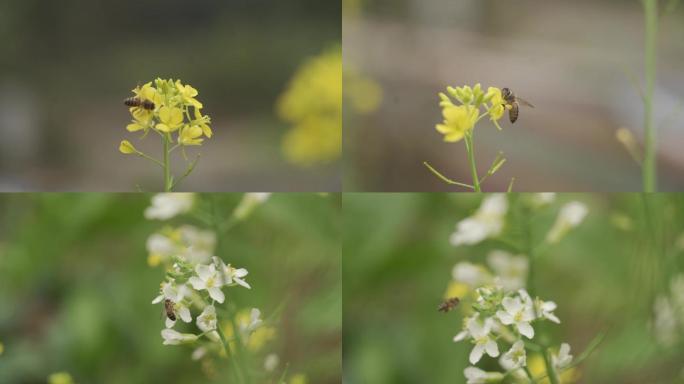 蜜蜂采蜜 油菜花