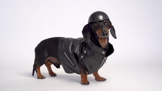 达克斯猎犬，穿着黑色夹克和摩托车头盔