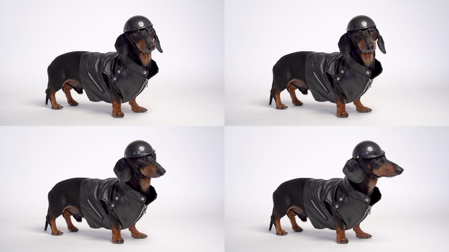 达克斯猎犬，穿着黑色夹克和摩托车头盔