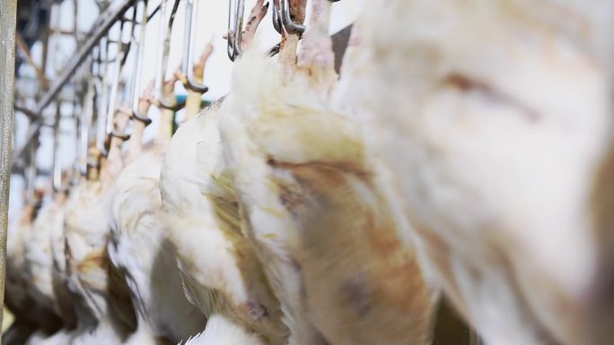 鸡肉加工线农产品养鸡场养鸡厂